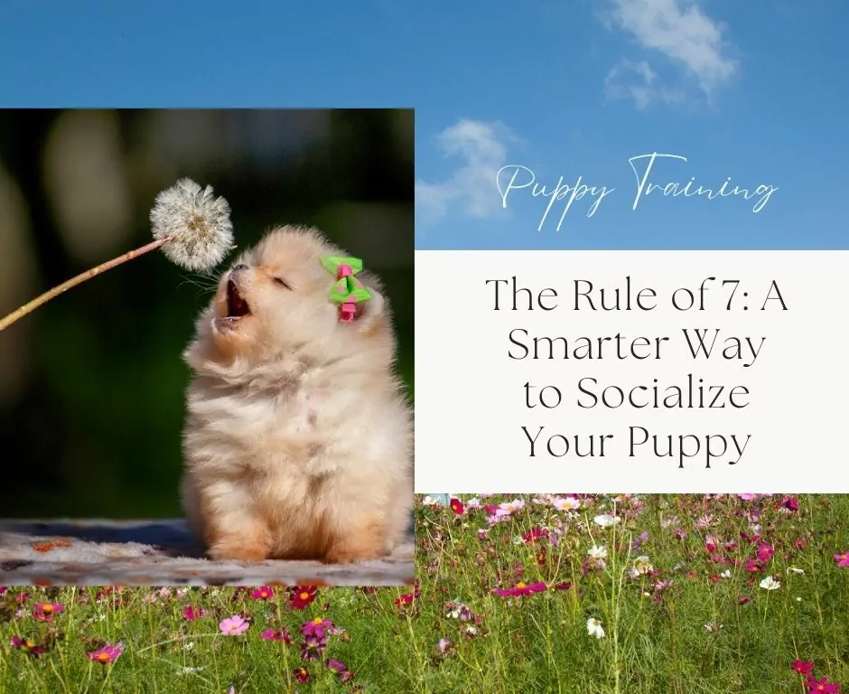 The Rule of 7: A Smarter Way to Socialize Your Puppy