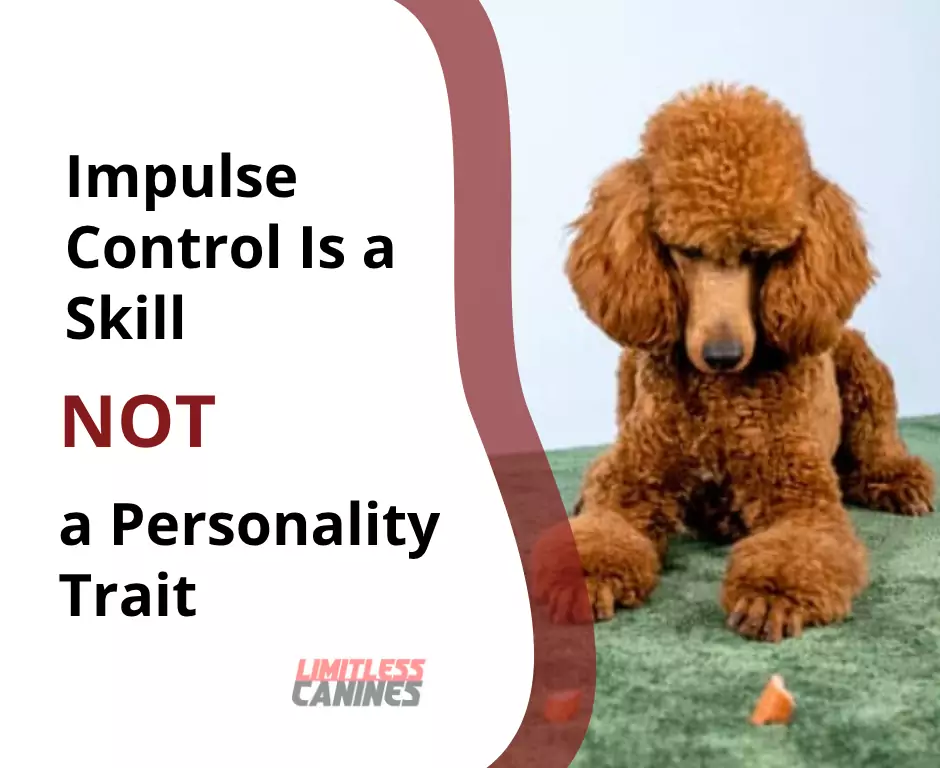 dog impulse control