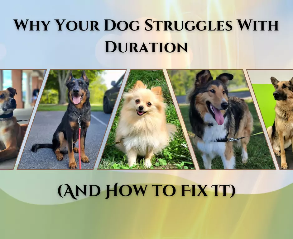 Why Your Dog Struggles With Duration