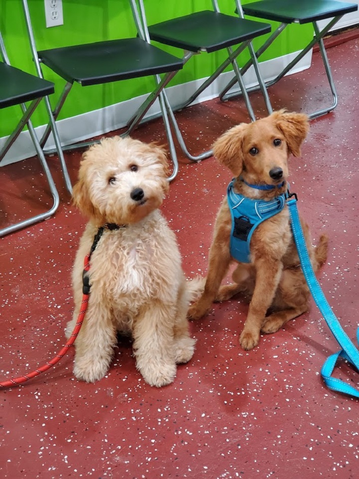 Goldendoodle Littermates