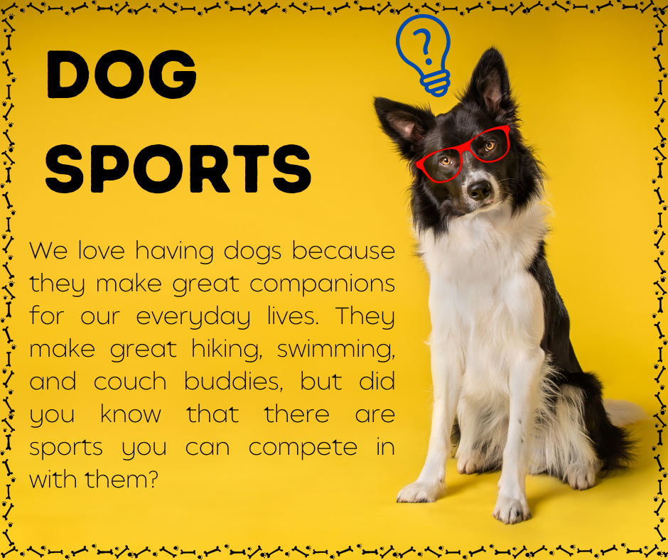 limitless canines dog sports