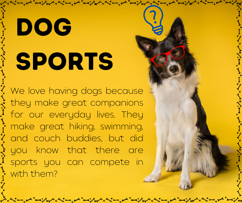 Dogs are hot sale great companions