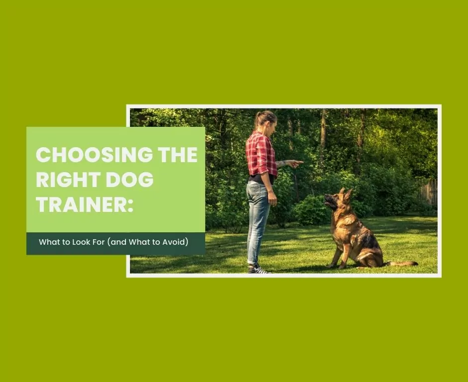 Choosing the Right Dog Trainer: What to Look For (and What to Avoid)