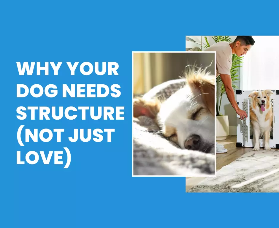 Why Your Dog Needs Structure