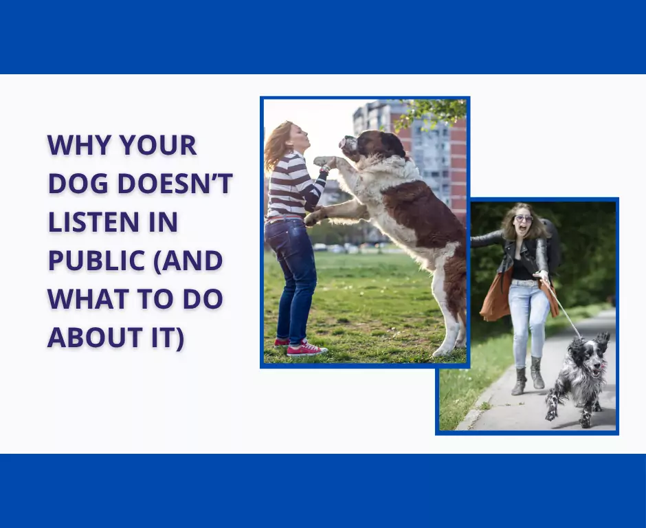 bad dogs in public