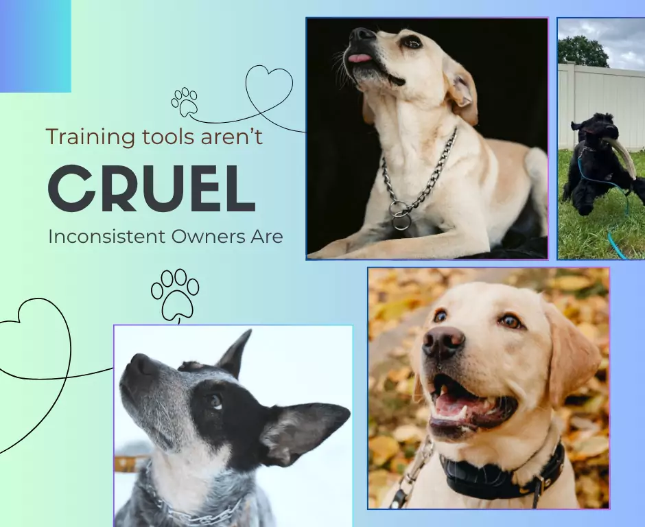 dog training tools