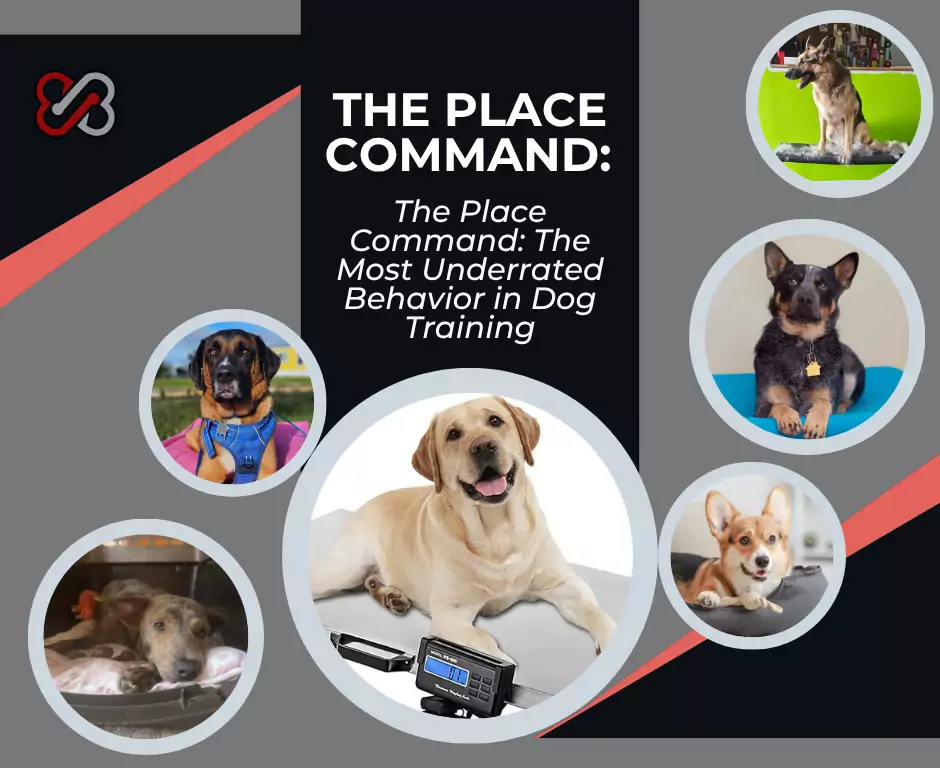 dogs on place