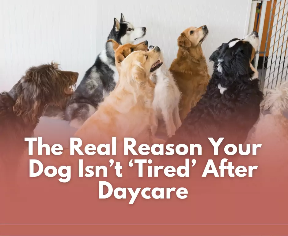 The Real Reason Your Dog Isn’t ‘Tired’ After Daycare
