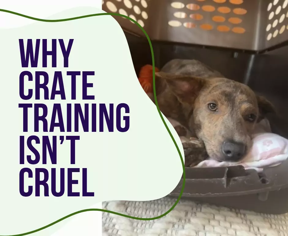 crate training isn't cruel