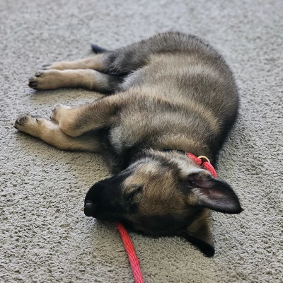Puppy training lays the foundation for good behavior, teaching essential skills like potty training, crate training, recall, and socialization. It helps puppies become well-adjusted and responsive, making everyday situations easier to manage. With consistent training, owners can build positive habits, creating a happier and more peaceful home.