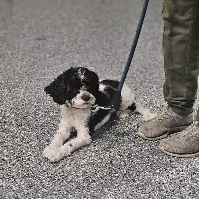 The K9 Academy Boarding and Training program is an immersive program where your dog stays with our trainers, receiving daily, focused training to address obedience, manners, and behavioral challenges. Dogs are cared for in a home environment, promoting comfort, socialization, and real-world learning.