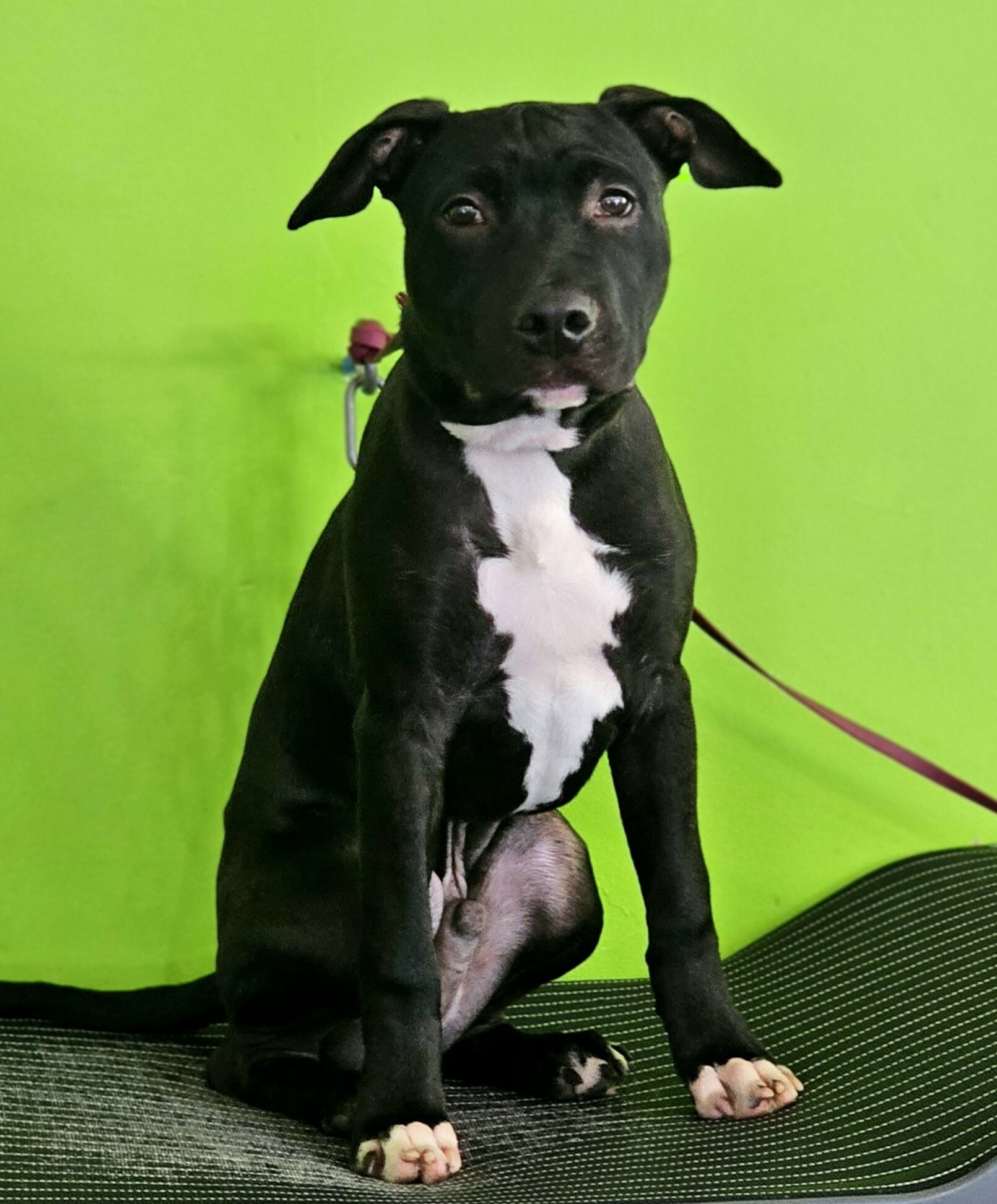 Puppy training lays the foundation for good behavior, teaching essential skills like potty training, crate training, recall, and socialization. It helps puppies become well-adjusted and responsive, making everyday situations easier to manage. With consistent training, owners can build positive habits, creating a happier and more peaceful home.