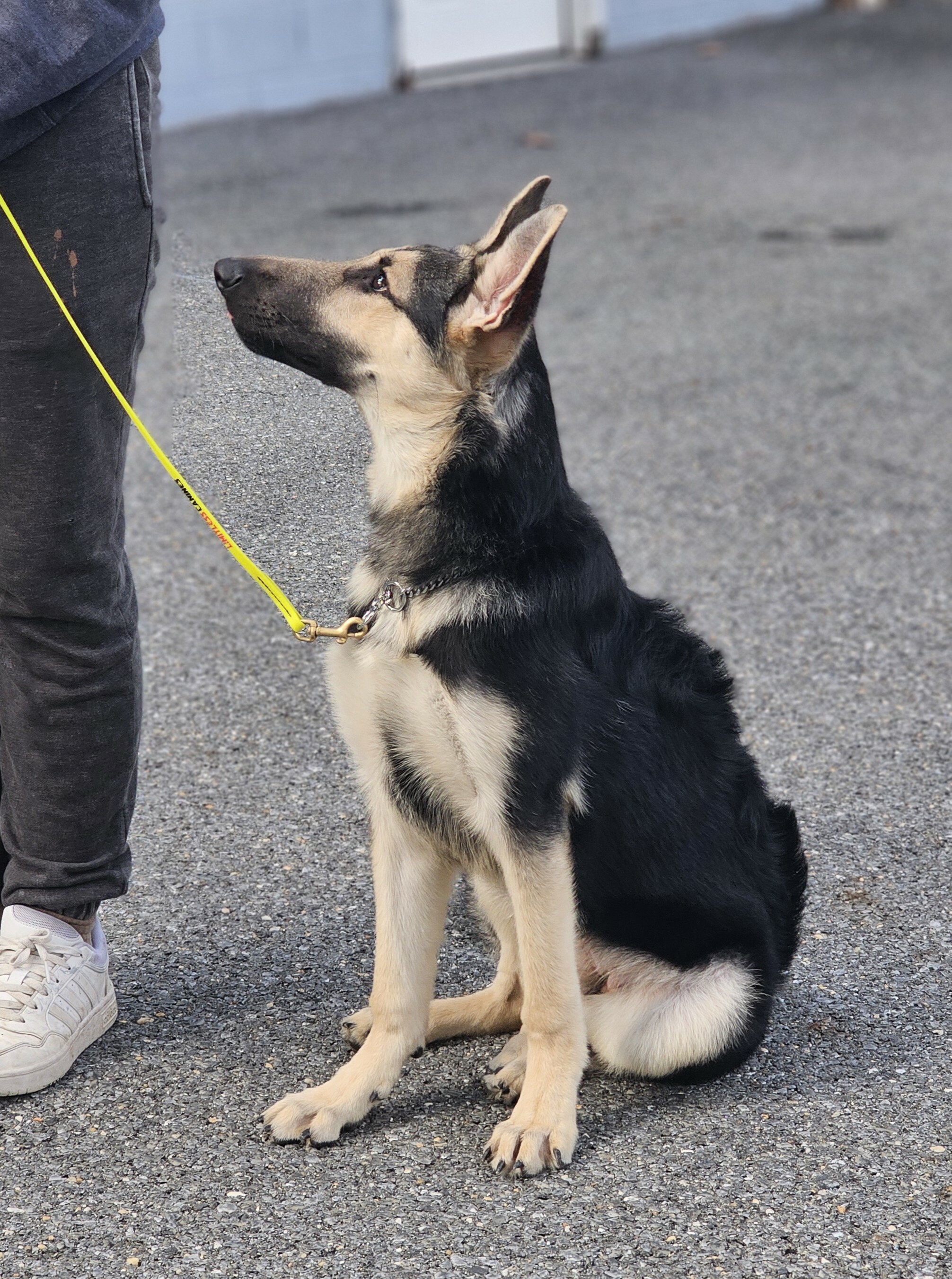 The K9 Academy Boarding and Training program is an immersive program where your dog stays with our trainers, receiving daily, focused training to address obedience, manners, and behavioral challenges. Dogs are cared for in a home environment, promoting comfort, socialization, and real-world learning.